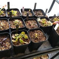 ハエトリソウ,観葉植物,食虫植物の画像