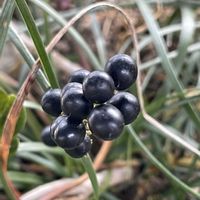 ヤブラン,ヤブランの実,ヒメヤブラン,オオバジャノヒゲ,オオバジャノヒゲ　実の画像