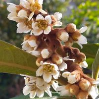 ビワ,花のある暮らし,GSに感謝。,花は癒やし♡,パンビオの画像