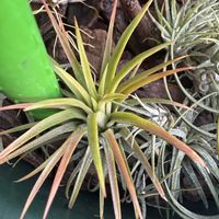 チランジア,イオナンタ,エアプランツの画像