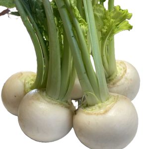 カブ,小かぶ,今日の花,可愛らしい,プランター栽培の画像