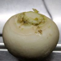 オオイヌノフグリ,ナズナ,カブ,小蕪,ペンペン草の画像