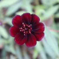 チョコレートコスモス,Seasonal diaryの画像