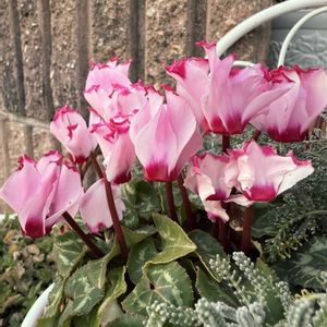 クリスマスローズ,ミニバラ,ガーデンシクラメン,クリスマスローズ ニゲル,冬の花の画像