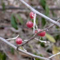 スイカズラ,セイヨウニンジンボク（西洋人参木）,アキグミ(秋茱萸),キフゲート,シジギウム　フトモモ科の画像