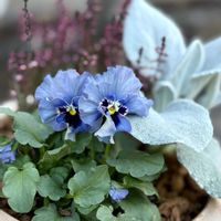 ビオラ,カルーナ,カルーナ ガーデンガールズ,セネシオ エンジェルウィングス,ビオラ レディの画像