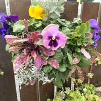 パンジー,シルバーレース,アジュガ バーガンディーグロー,ハンギングの画像