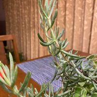 テトラゴナの画像