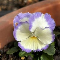 ブラックビオラ,ビオラ 江原,ビオラ 江原,ビオラ 江原,ビオラ 江原の画像