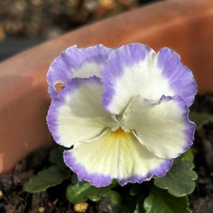 ブラックビオラ,ビオラ 江原,ビオラ 江原,ビオラ 江原,ビオラ 江原の画像