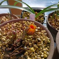 フクジュソウ,フクジュソウ,山野草,サンルーム,テラスの画像