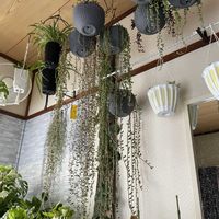 グリーンネックレス,ルビーネックレス,ピーチネックレス,アーモンドネックレス,三日月ネックレスの画像