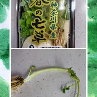 セリ,ナズナ,ハコベラ,ゴギョウ,スズナの画像