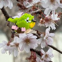 サクラ,絵になるスミレ・パルム,パンジー ファビュラス,パンビオさん,パンジーフリズルシズルイエローブルースワールの画像