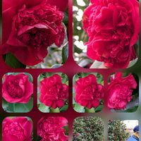 サザンカ,ナンテン,モミジ,紅荒獅子,打ち掛け✨の画像