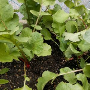 二十日大根,プランター野菜,踊り葉牡丹,ミッチの会の画像