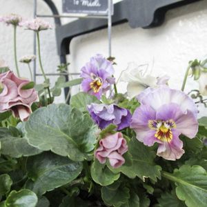 ビオラ,正月飾り,ドライフラワーアレンジ,ビオラ・パンジー,ドライフラワーのある暮らしの画像