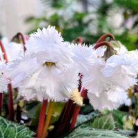 アガベ・五色万代,アガベ　笹の雪,アガベ　笹の雪,フラミンゴ,吉祥天錦の画像