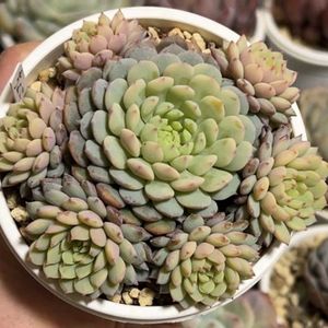 ミックスベリア ちょこん,多肉植物,紅葉する多肉,成長記録,花のある暮らしの画像