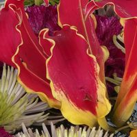 グロリオサの画像