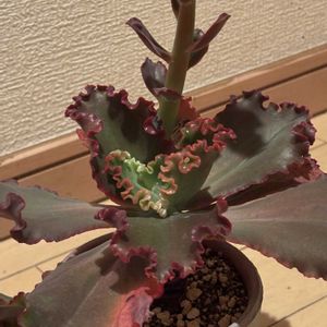 紅葉,エケベリア,多肉植物,花芽,大型の画像