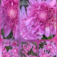 キク,ハツユキカズラ,パンジー・ビオラ,パンジー・ビオラ,パンジーの画像