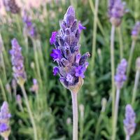 ラベンダー,ラベンダー,ラベンダー,ローズマリー,ローズマリーの画像