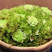 ピンギキュラ・エセリアナ,姫足長ムシトリスミレ,食虫植物の画像