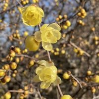 シバザクラ,ロウバイ,馬見丘陵公園,お出かけ先の画像