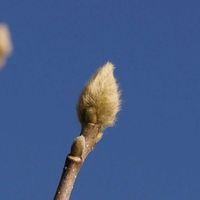 モクレン,樹木の画像