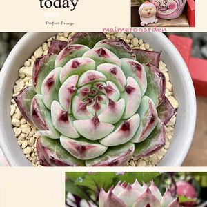 桃太郎,エケベリア 桃太郎,エケベリア属,リメ鉢,多肉植物のある暮らしの画像