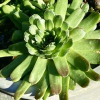 ツメレンゲ,爪蓮華,多肉植物の画像