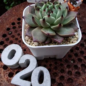 黒爪ザラゴーサ,ブラックキャッツ,ずっと一緒,あなたを忘れない,ｷﾓｶﾜ倶楽部の画像