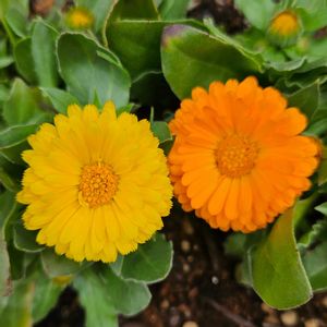 キンセンカ,カレンデュラ,鉢植え,明るい日陰,プランターの画像