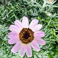 ローダンセマム,ローダンセマム エルフピンク,GS映え,地道にコツコツ,島根県松江市の画像