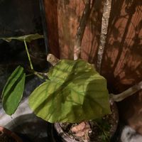 ウンベラータの画像