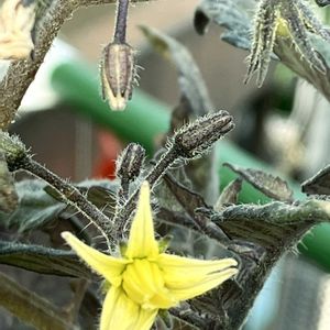 ミニトマト,ミニトマト,ミニトマト,ミニトマト,ミニトマトの画像