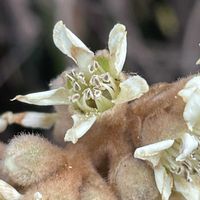 ビワ,散歩,素敵な出会い,季節を楽しむの画像