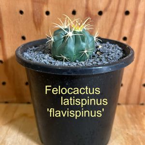 フェロカクタス 金鵄玉,子株,フェロカクタス属,ジョイフル本田の画像
