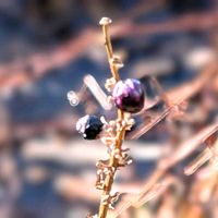 ムクゲ,リキュウバイ,白斑ヤブラン　シルバードラゴン,寒さに負けない,ちっちゃいものクラブの画像