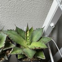 アガベ,アガベ　チタノタ　ブラックファイヤーの画像