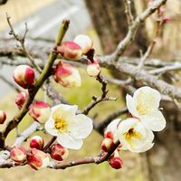 ウメ,カブ,小松菜,散歩道,白い花の画像