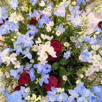 オキザリス,ガザニア,サザンカ,サザンカ,デルフィニウムの画像