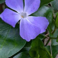 ツルニチニチソウの画像