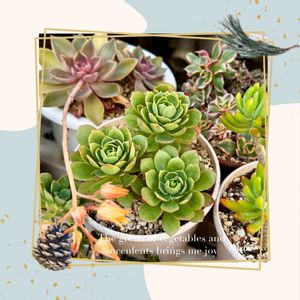 グリーンローズ,多肉植物,多肉大好き,セデベリア属,放置栽培の画像