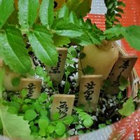 ビワ,ビワ,コサギ,さくら サクラ 桜,春の七草。の画像