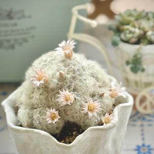 サボテン,白星,多肉植物,サボテンの花の画像