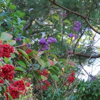 クワズイモ,ツワブキ,マツ,ムラサキシキブ,ムラサキシキブの画像