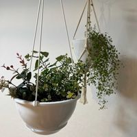 ハートカズラ,ワイヤープランツ,初雪カズラの画像