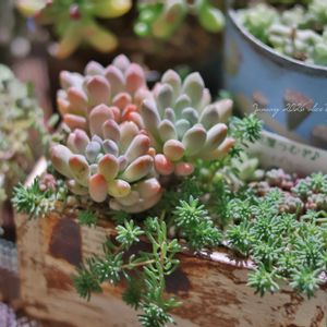 エレガンスブルー,多肉植物,花のある暮らし,緑のある暮らし,HTCの画像